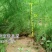 芦笋苗优质高产包活紫色芦笋苗死苗补发保证质量