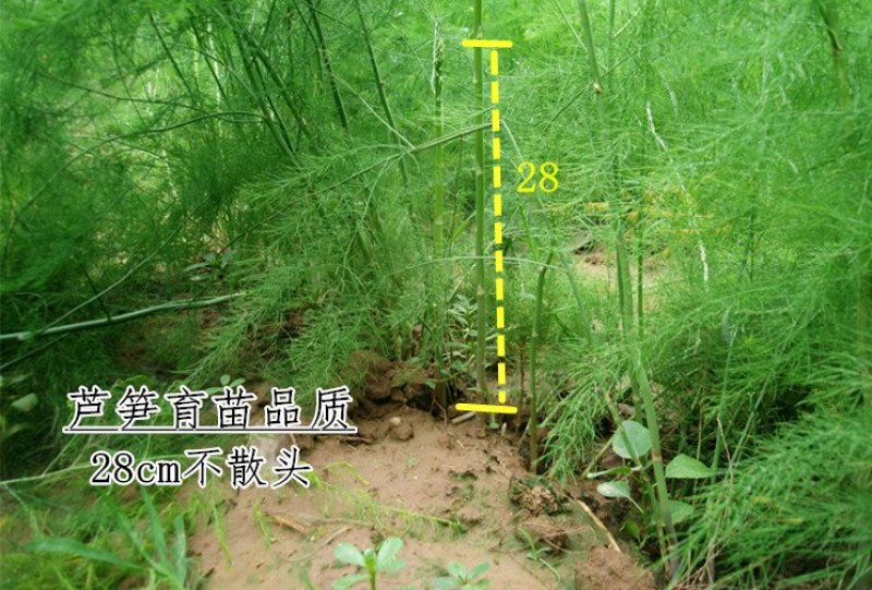 芦笋苗优质高产包活紫色芦笋苗死苗补发保证质量