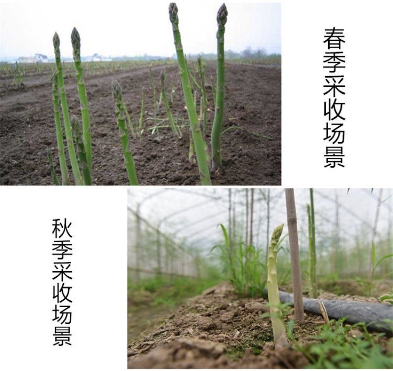 芦笋苗优质高产包活紫色芦笋苗死苗补发保证质量