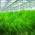芦笋苗优质高产包活紫色芦笋苗死苗补发保证质量