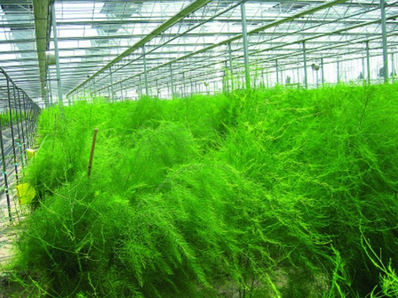 芦笋苗优质高产包活紫色芦笋苗死苗补发保证质量
