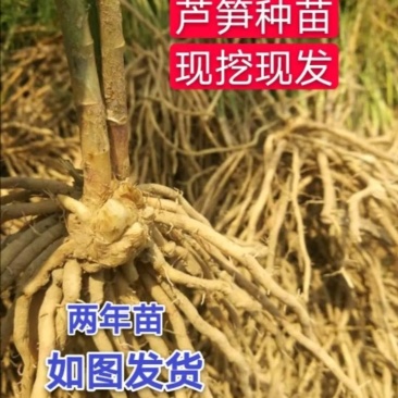 芦笋苗优质高产包活紫色芦笋苗死苗补发保证质量
