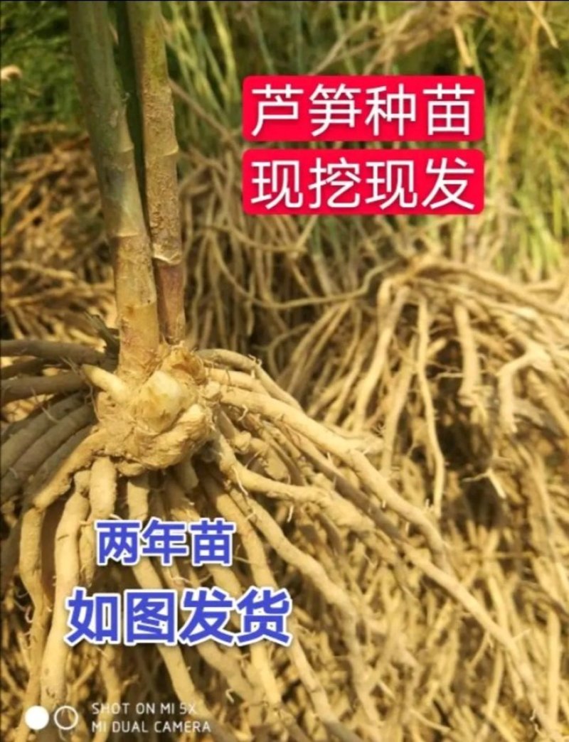 芦笋苗优质高产包活紫色芦笋苗死苗补发保证质量