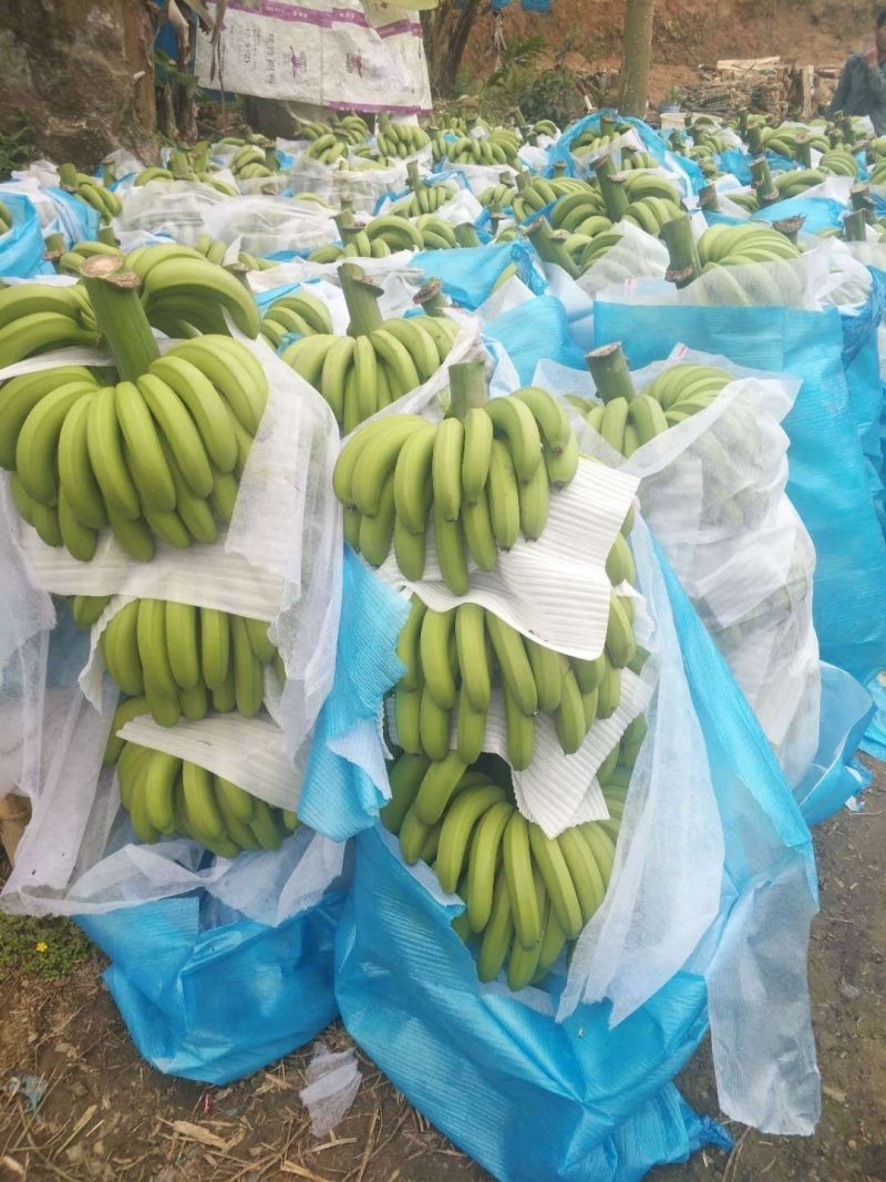 基地货装10公斤以上的箱子