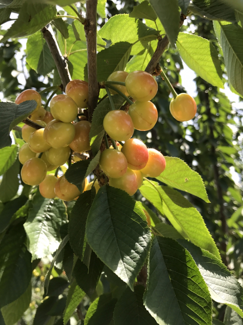 黄蜜樱桃苗2年80cm以上嫁接樱桃树苗矮化樱桃树