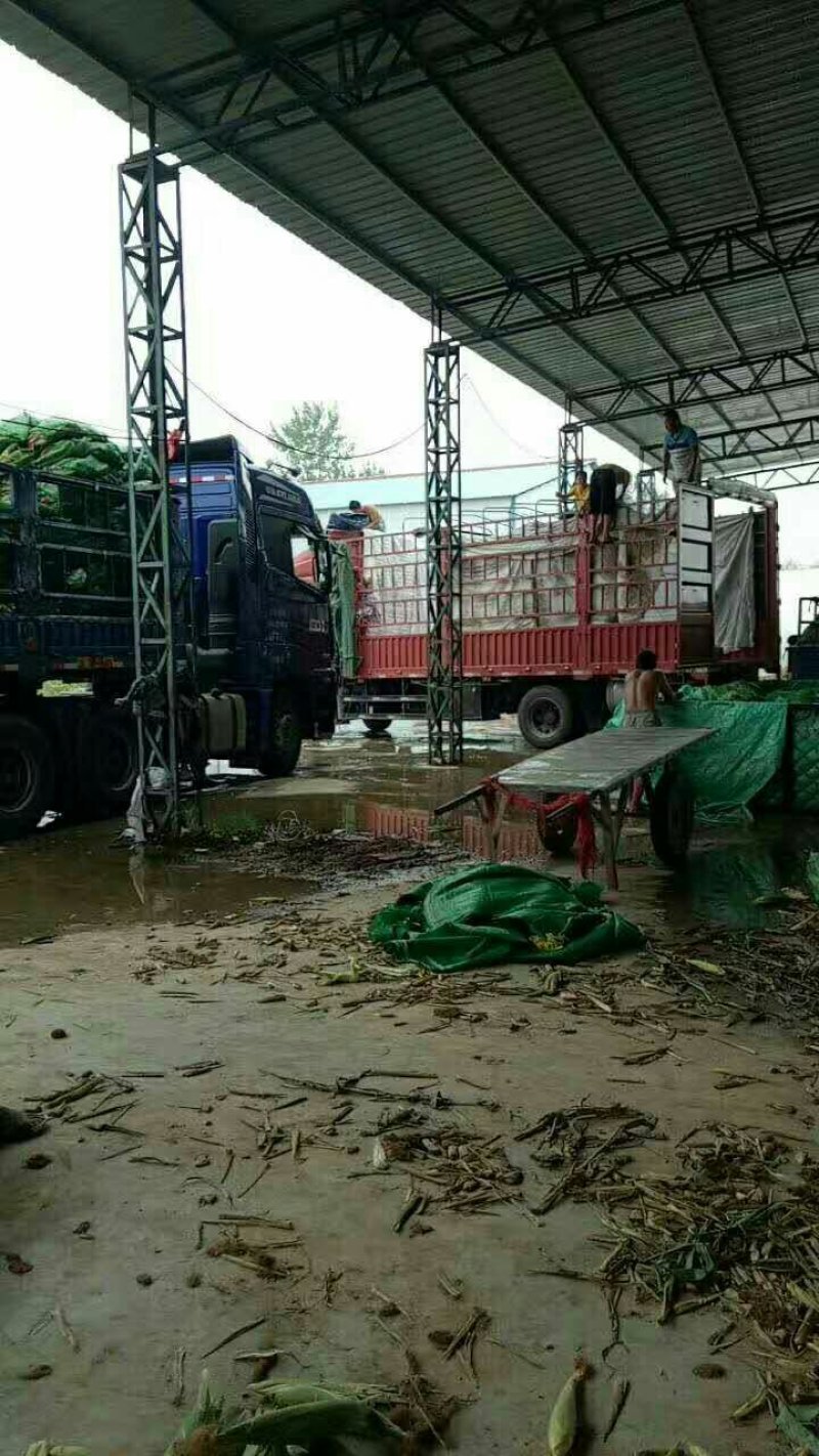 糯玉米万糯2000彩甜糯932基地供应批发商电商一件代发