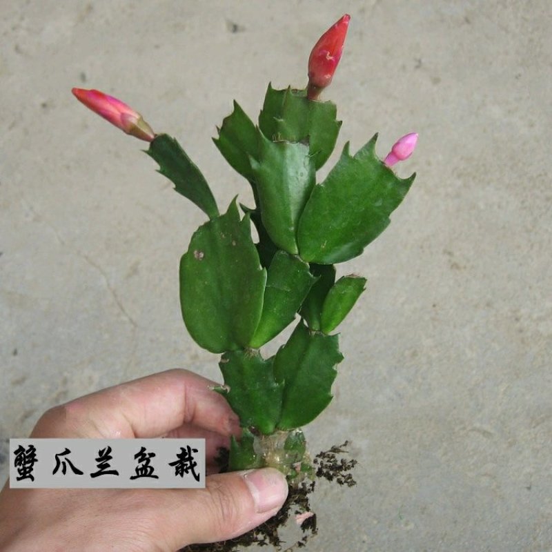 蟹爪兰大苗带根发货盆栽蟹爪兰花苗蟹爪兰盆景蟹爪花兰