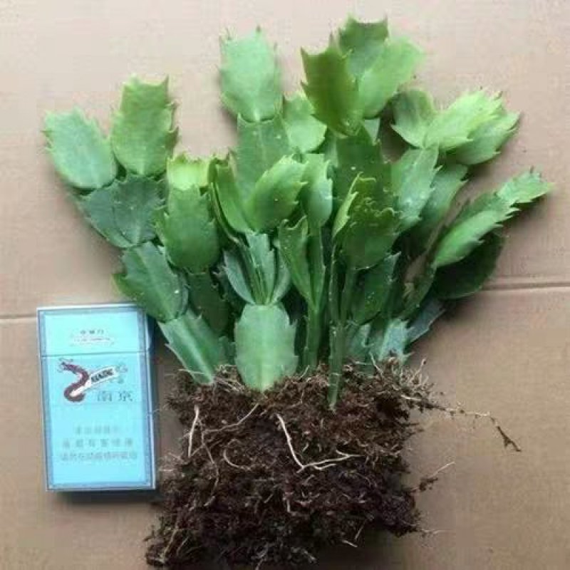 蟹爪兰大苗带根发货盆栽蟹爪兰花苗蟹爪兰盆景蟹爪花兰