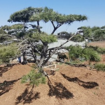 造型油松，造型黑松，黑松桩，赤松黑松盆景