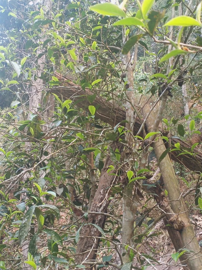 原生态茶叶，回甜味很好
