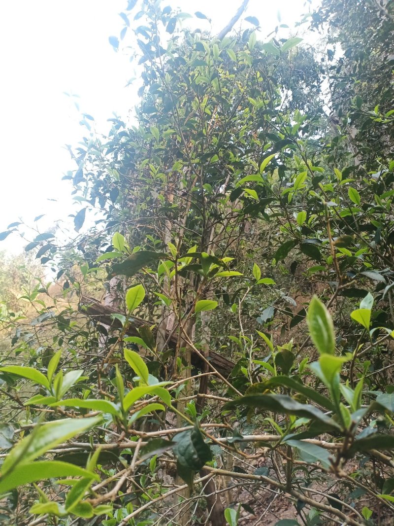 原生态茶叶，回甜味很好