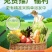 纯野生草本植物百部根