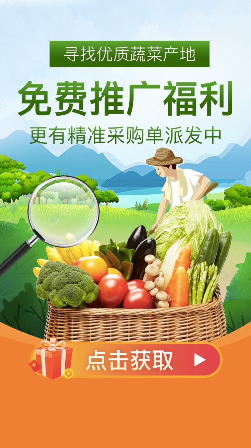 纯野生草本植物百部根