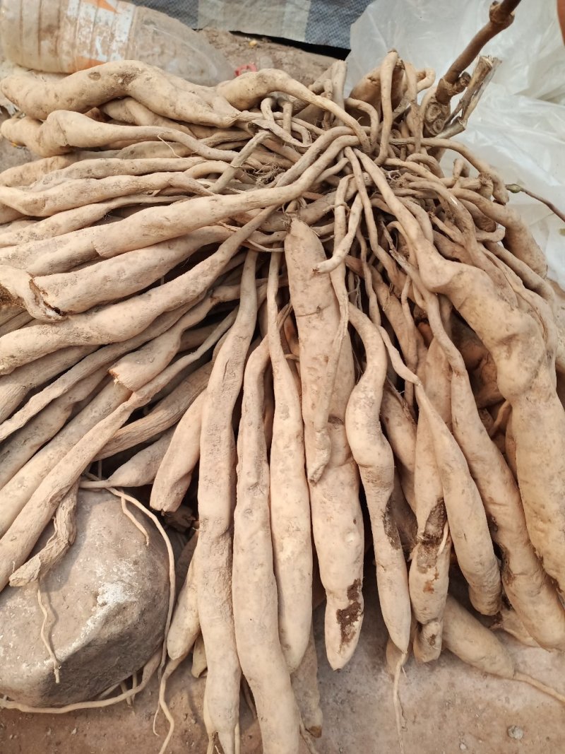 纯野生草本植物百部根