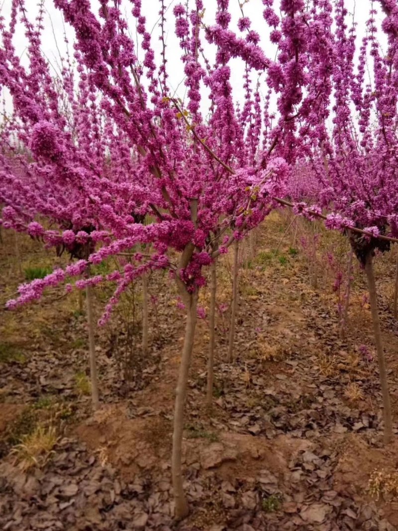 紫荆..........