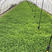 长年种植蔬菜大棚新鲜供应金花菜草头，欢迎长期合作