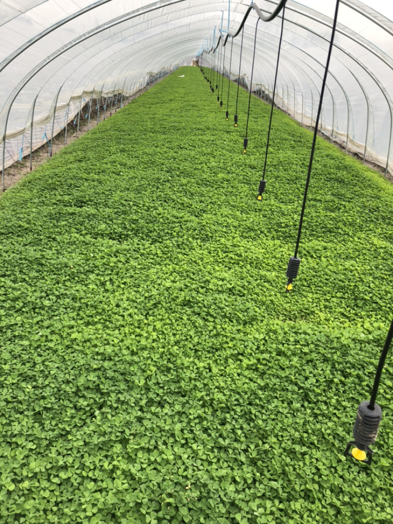 长年种植蔬菜大棚新鲜供应金花菜草头，欢迎长期合作
