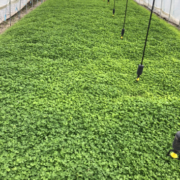 长年种植蔬菜大棚新鲜供应金花菜草头，欢迎长期合作