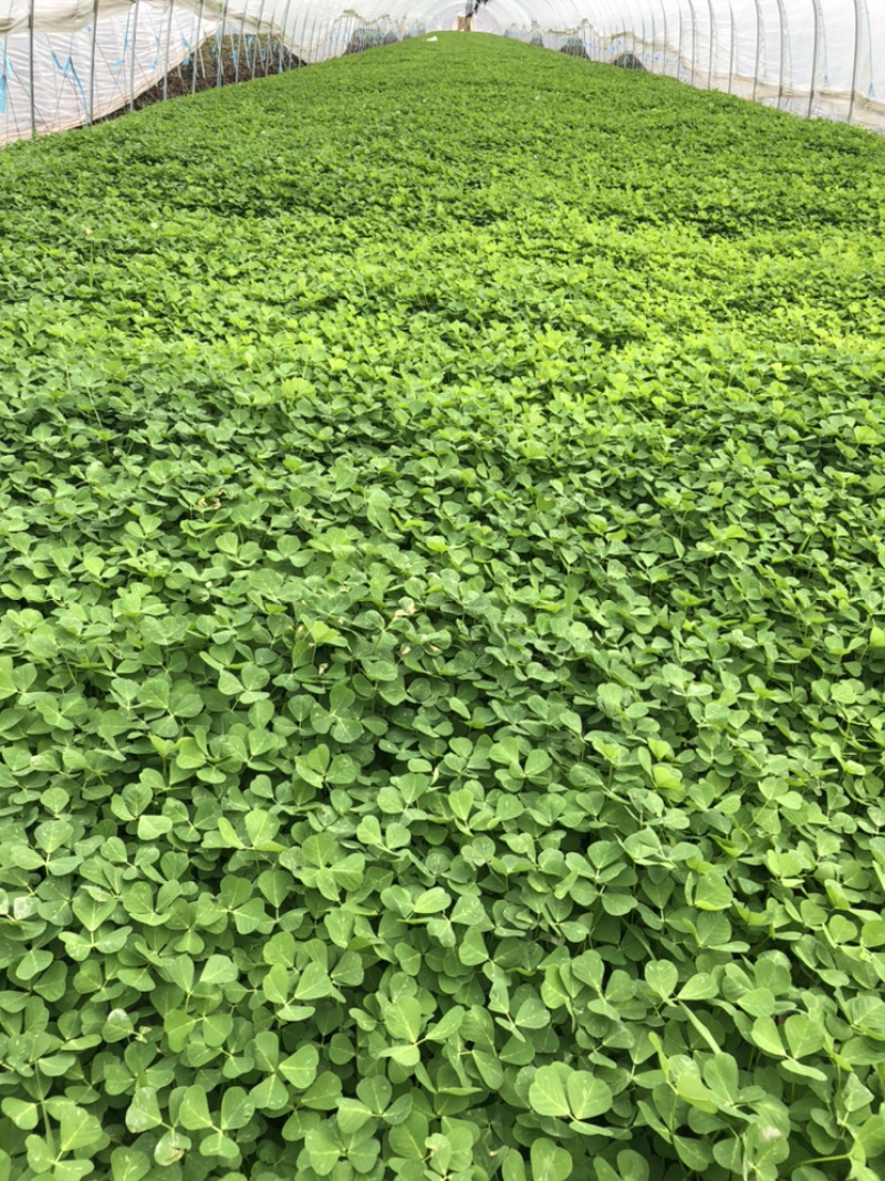 长年种植蔬菜大棚新鲜供应金花菜草头，欢迎长期合作