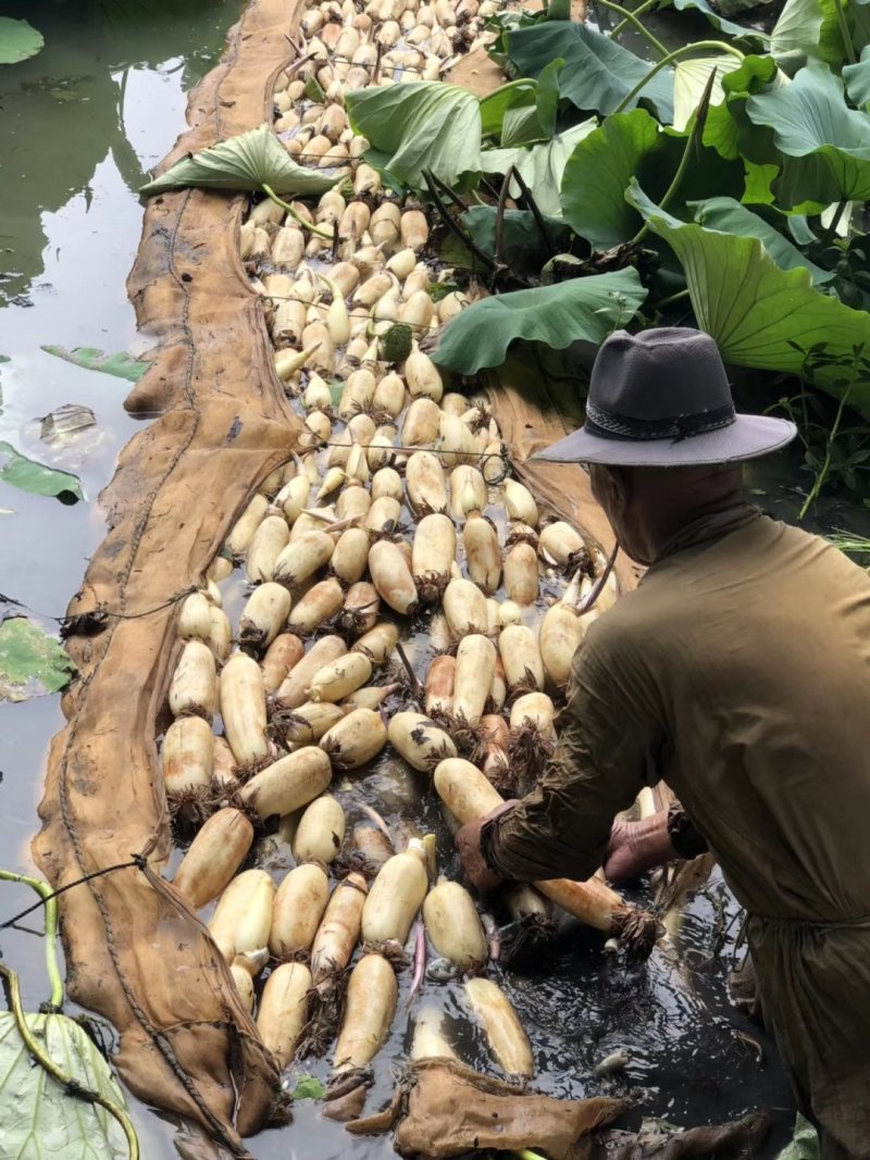 莲藕苗深浅水生植物食用蔬菜池塘稻田种植粉脆藕莲花种根苗