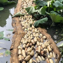 莲藕苗深浅水生植物食用蔬菜池塘稻田种植粉脆藕莲花种根苗