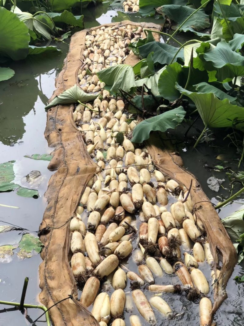 莲藕苗深浅水生植物食用蔬菜池塘稻田种植粉脆藕莲花种根苗