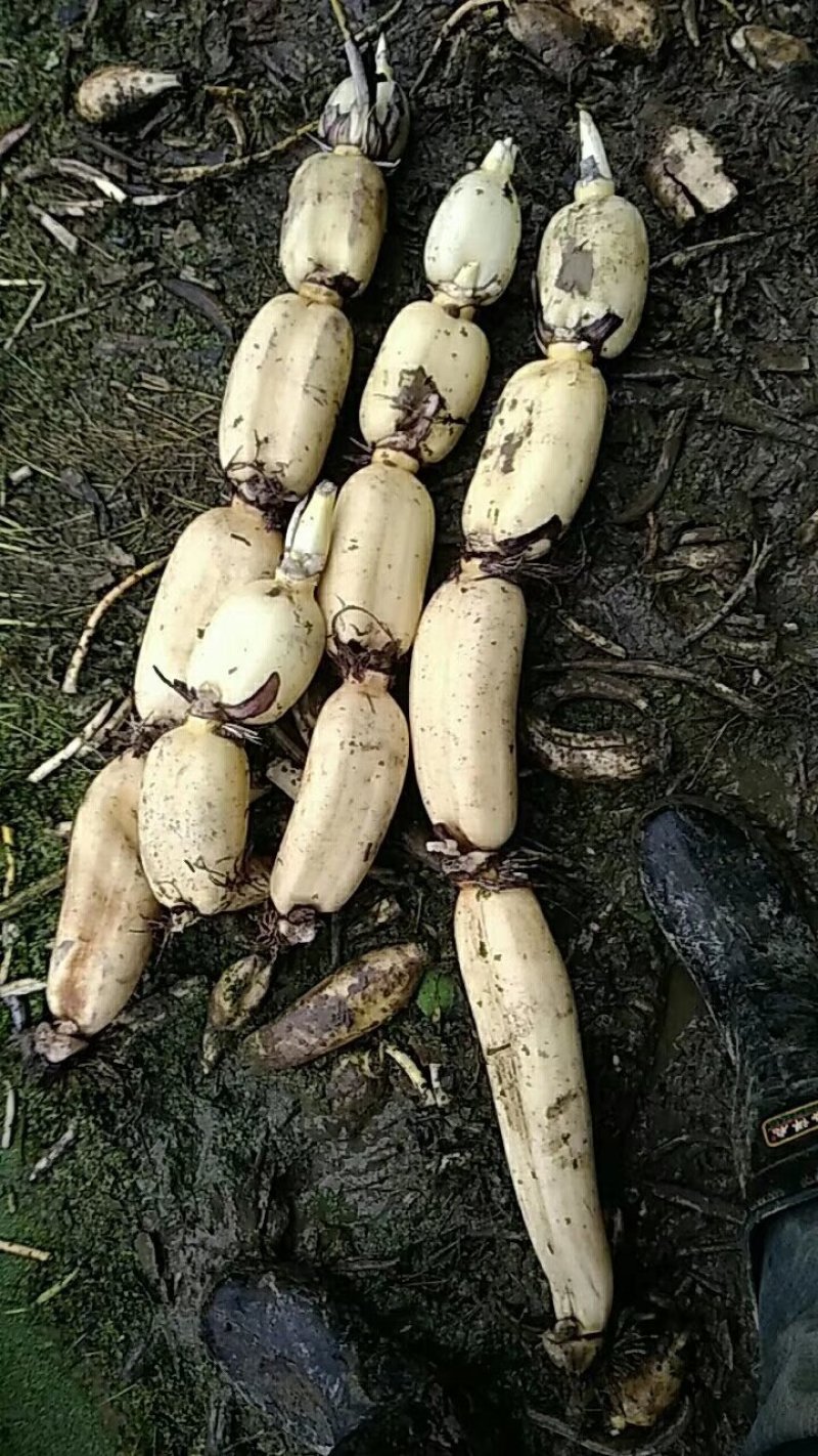 莲藕苗深浅水生植物食用蔬菜池塘稻田种植粉脆藕莲花种根苗