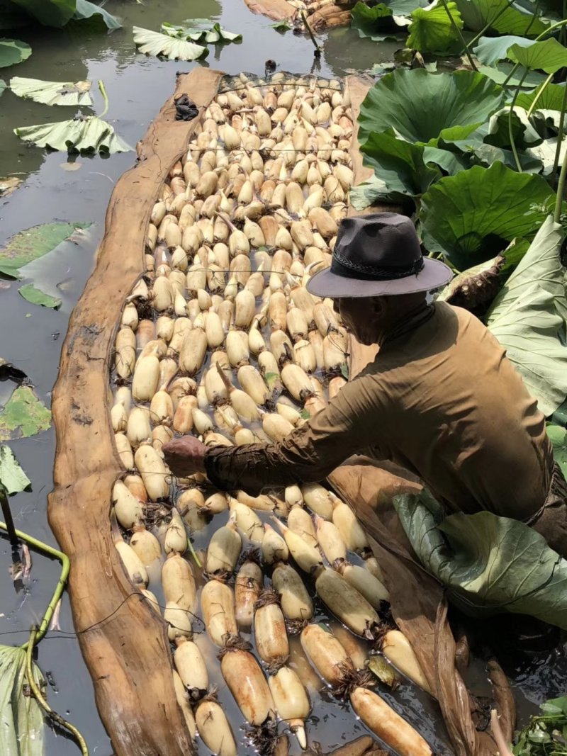 莲藕苗深浅水生植物食用蔬菜池塘稻田种植粉脆藕莲花种根苗