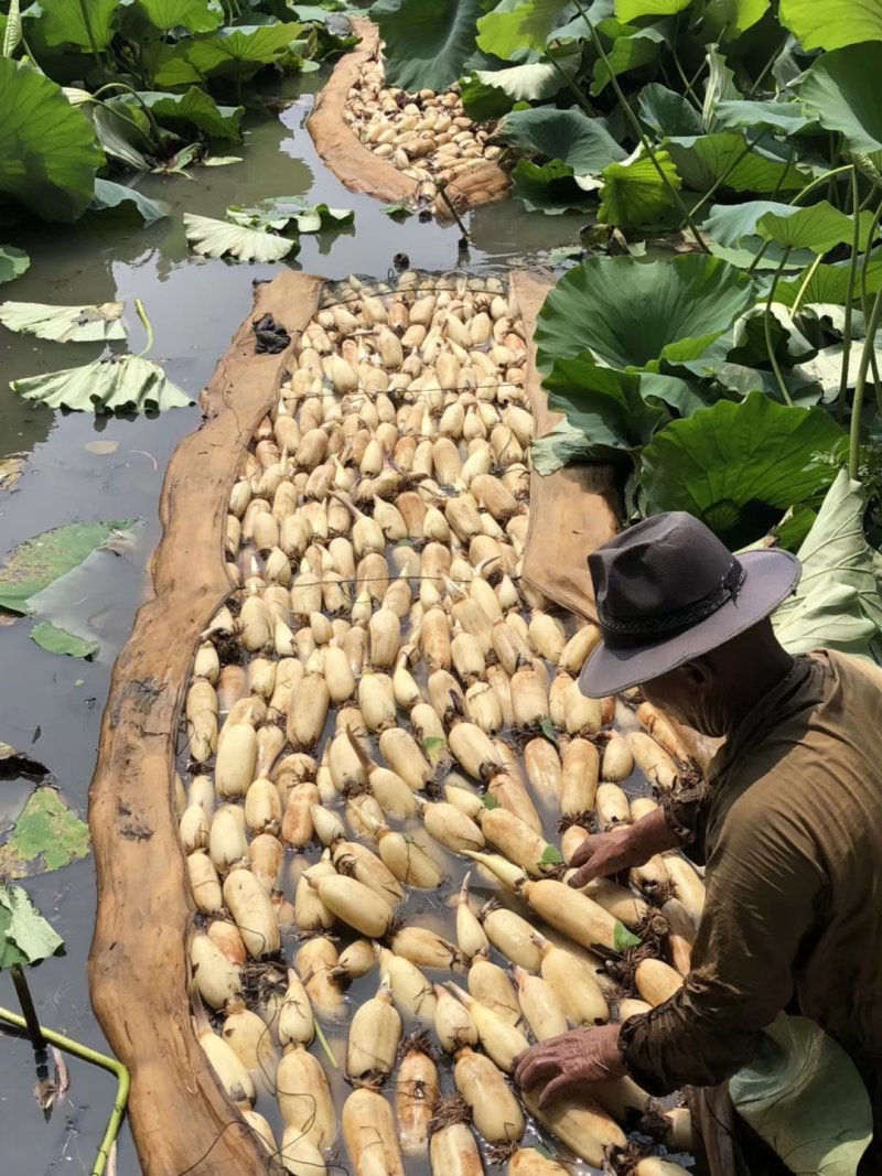 莲藕苗深浅水生植物食用蔬菜池塘稻田种植粉脆藕莲花种根苗