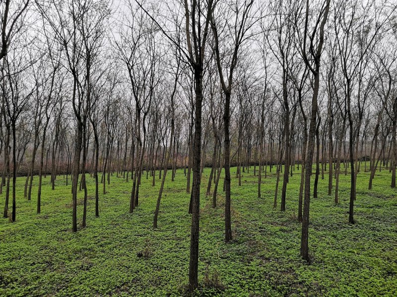 国槐..........