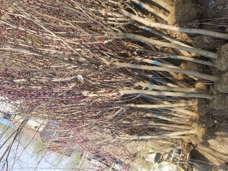三季红红枫。质量如图。三季红叶。观赏植物，