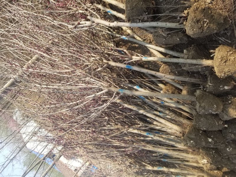 三季红红枫。质量如图。三季红叶。观赏植物，