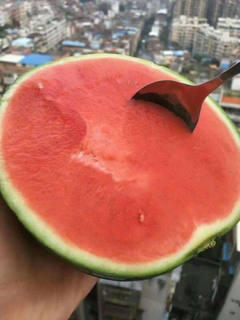 墨童西瓜，无籽西瓜，山东西瓜，皮薄糖度高，西瓜