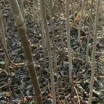 核桃苗