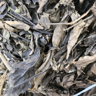 腹水草