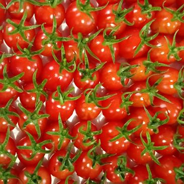 平度釜山88玲珑小番茄上市了！自有园区供应各大市场平台