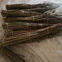 金丝吊蝴蝶接穗新品种嫁接繁育种条金丝吊蝴蝶小苗