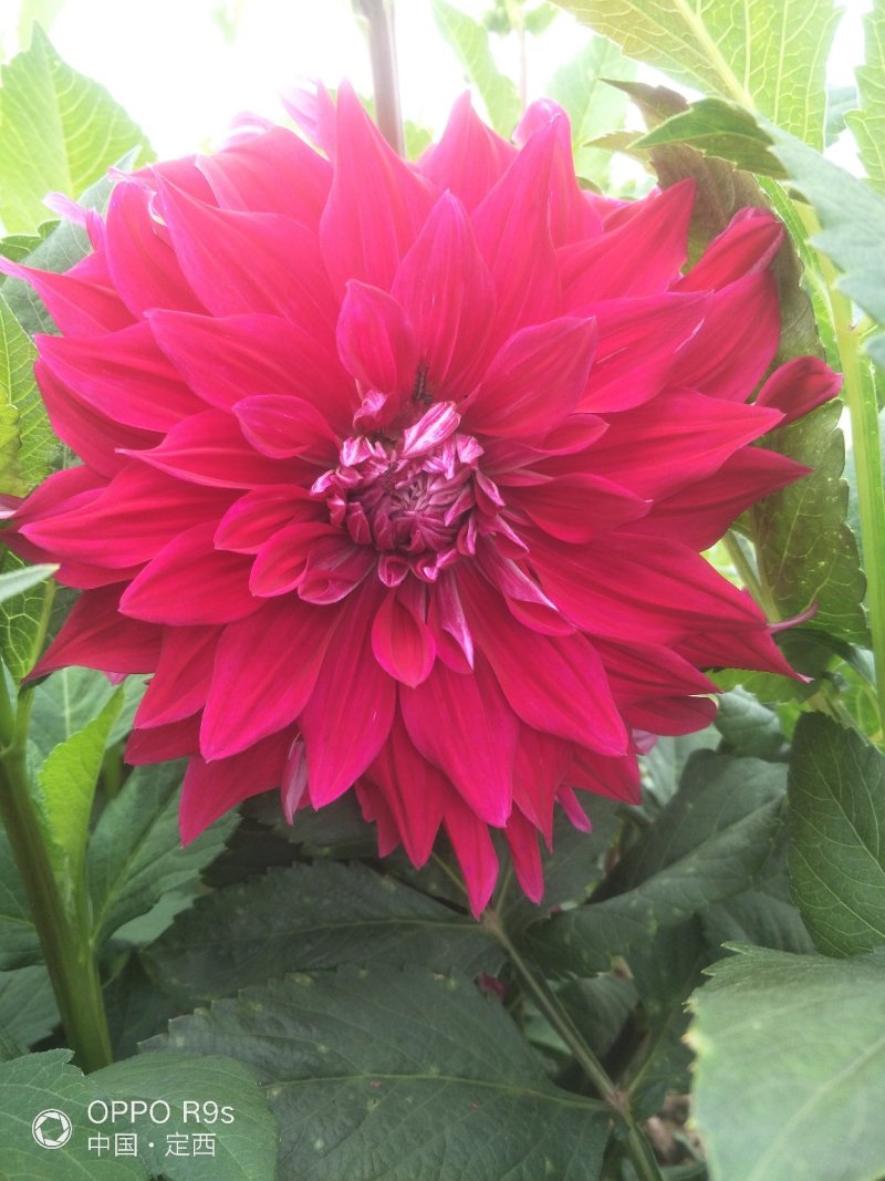 甘肃大丽花、临洮大丽花