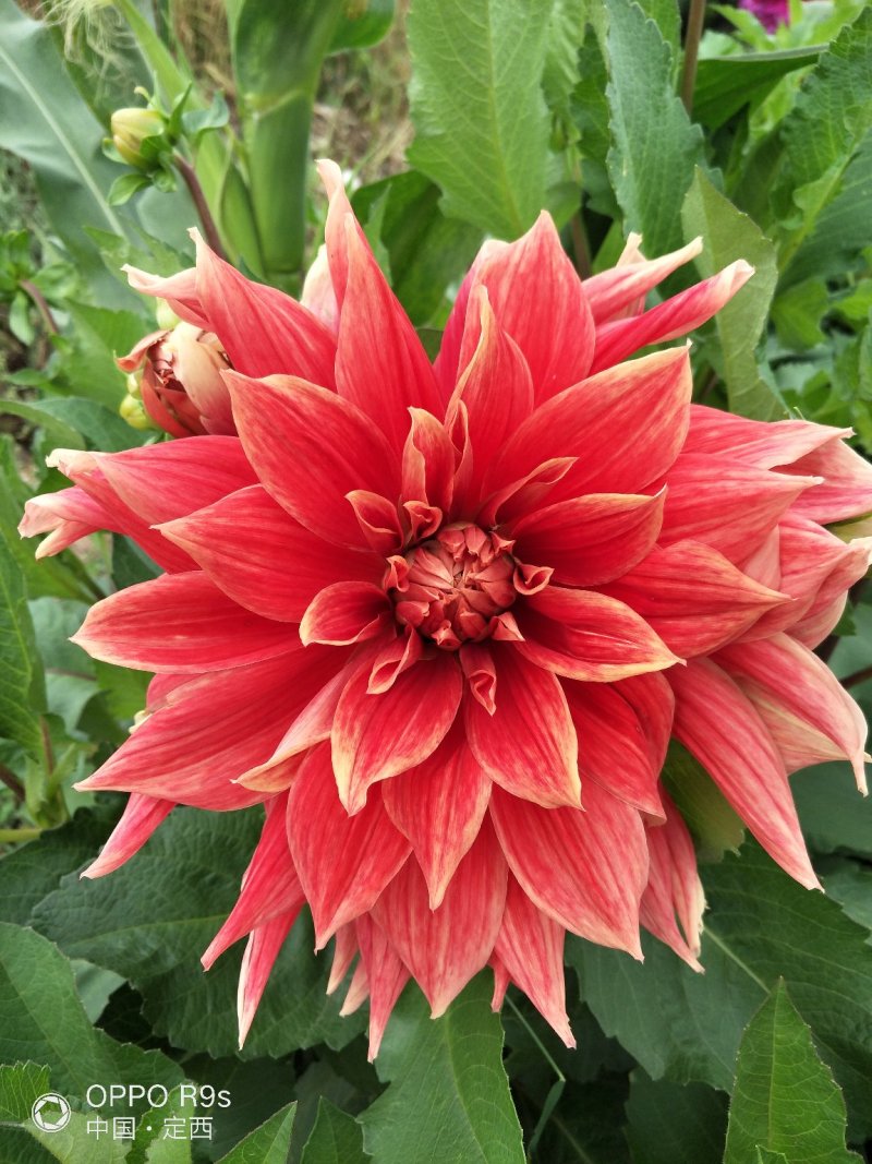 甘肃大丽花、临洮大丽花