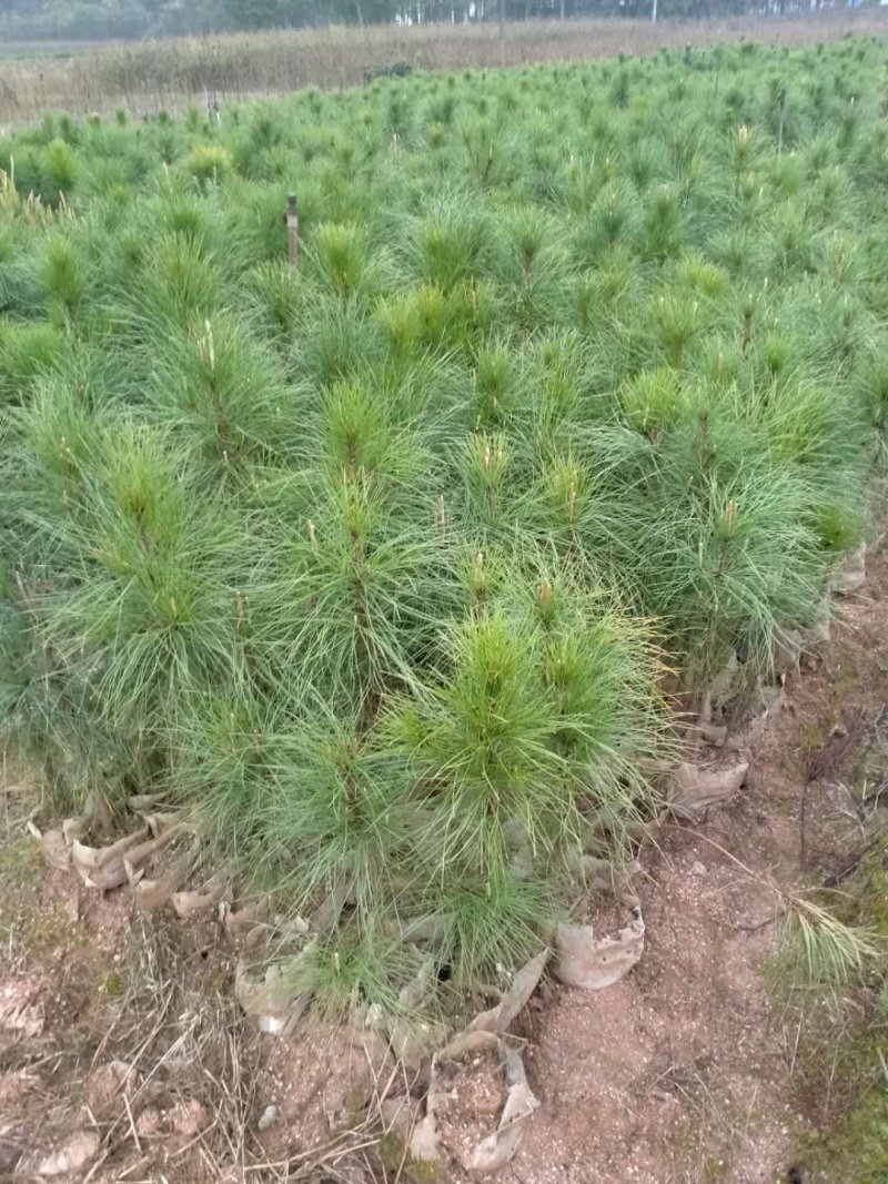 造林湿地松低价出售
