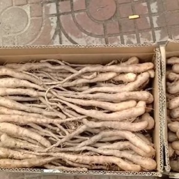 白玉原种山药苗