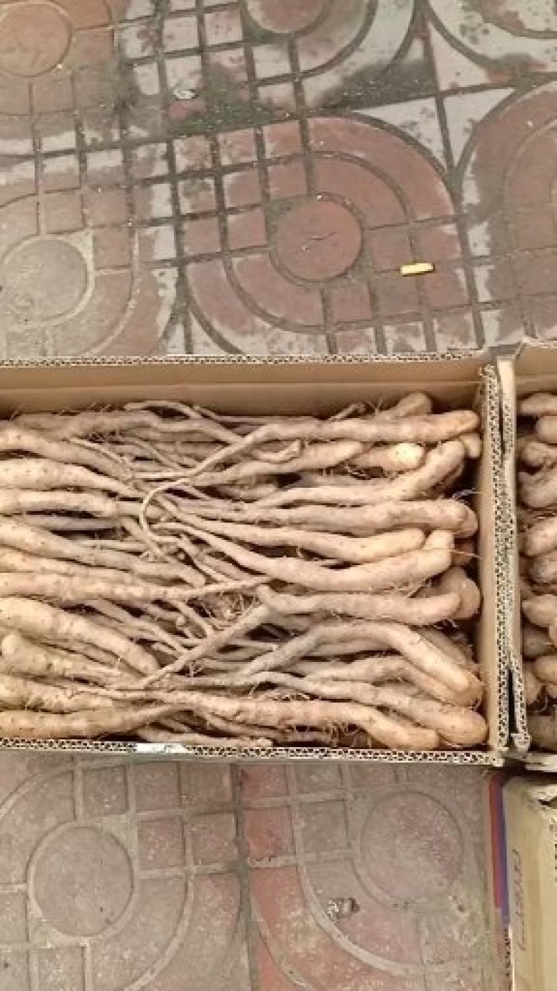 白玉原种山药苗