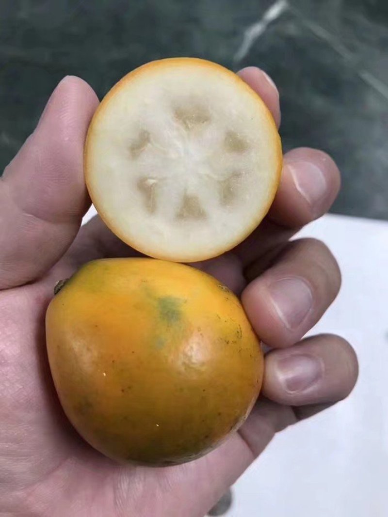 脆皮金桔苗脆皮金桔苗大果