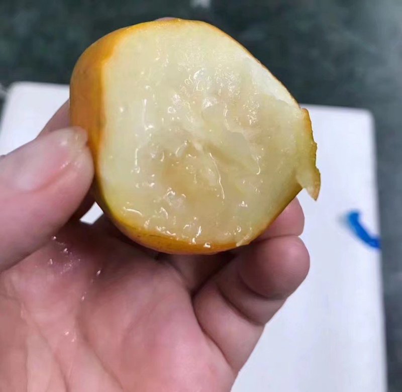 脆皮金桔苗脆皮金桔苗大果