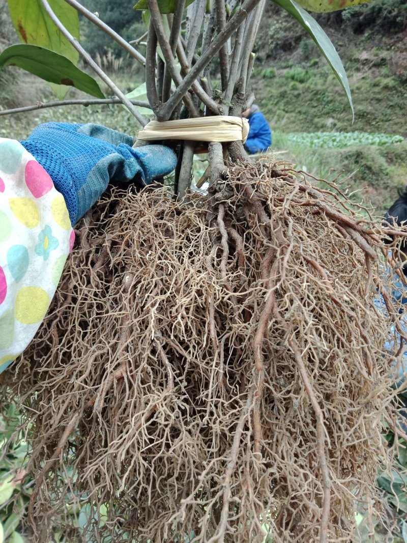 黑老虎苗布福娜2年苗现货种植节带花包出售中包邮价