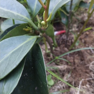 黑老虎苗布福娜2年苗现货种植节带花包出售中包邮价