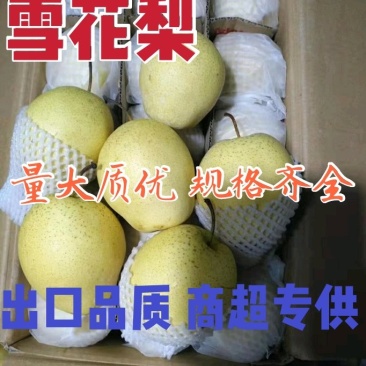 〔雪花梨〕货源充足质优价廉【视频看货】代发全国