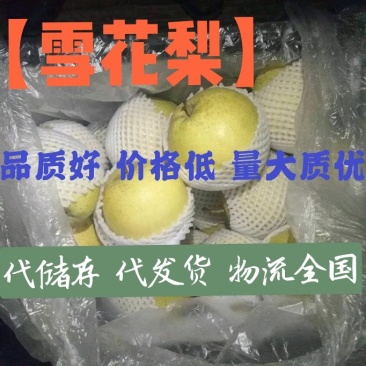 〔雪花梨〕货源充足长期供应【视频看货】代发全国