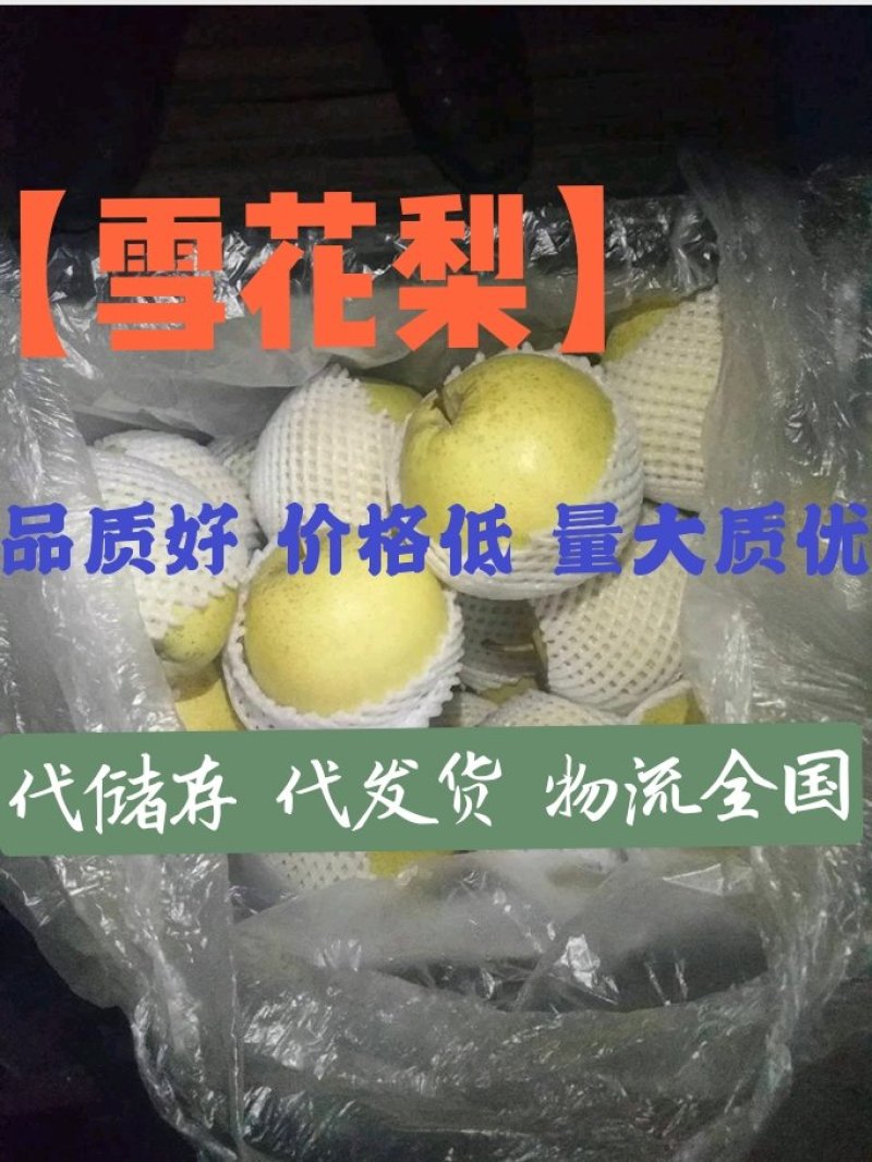 〔雪花梨〕货源充足长期供应【视频看货】代发全国