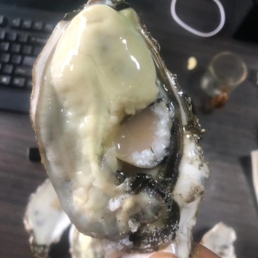 乳山生蚝，大连生蚝！二倍体，三倍体，1.5-5水洗通货